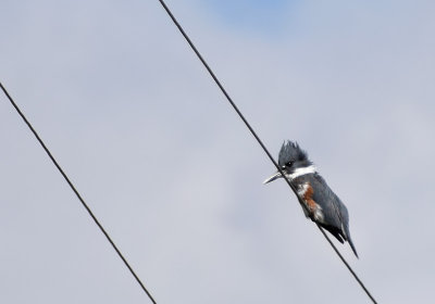 Female Kingfisher on a Wire