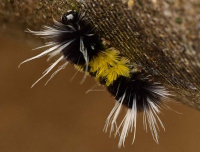 Tussock Moth Caterpillar - Don't Touch!