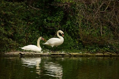 Two Swans