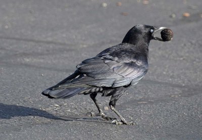 Crow With A Nut