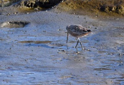 Marbled Godwit