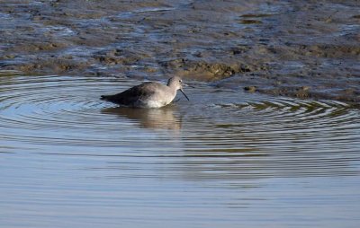 Talking Willet