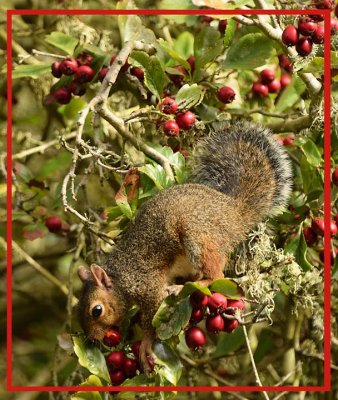 Squirrel With Red Berries
