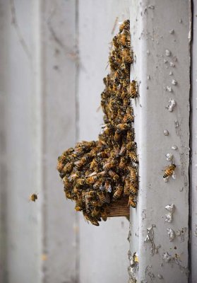 Heading In & Out of the Insect House