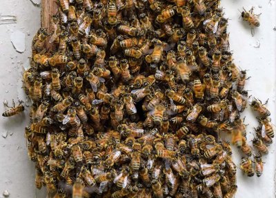 A Mass of Honey Bees