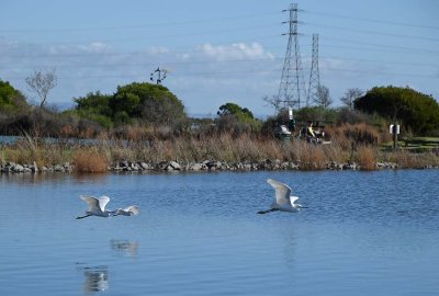 Three Snowies In Flight