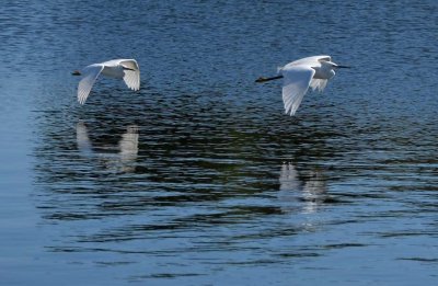 Two Gliding On Blue