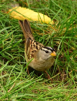 White-Crowned Sparrow in the Grass