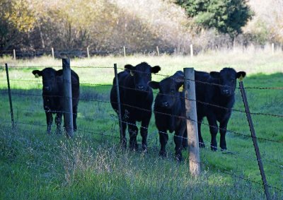 Four Black Cows