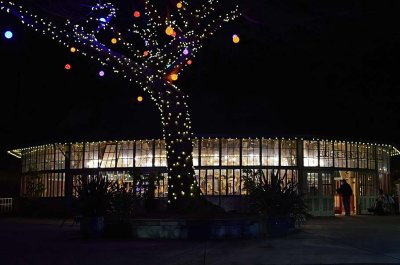 Carousel and Lit Tree