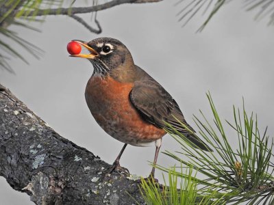 Fat Robin with Berry (Nikon P900)