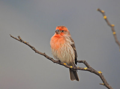 Colorful House Finch