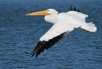 American White Pelican - Flying
