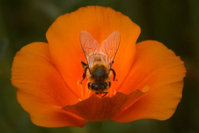 Bee In Glowing Poppy