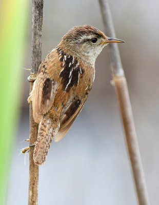 Marsh Wren