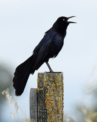 Great Tailed Grackle