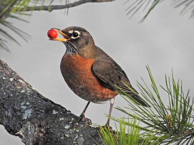 Robin with Berry