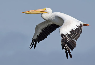Flying White Pelican