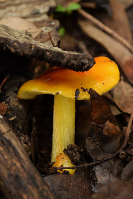 Vermillian Waxcap (most likely)