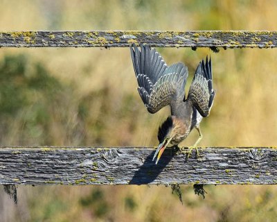 Green Heron on a Fence