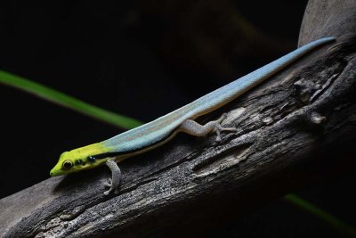 Klemmers Yellow Headed Day Gecko