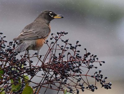 Wet Robin with Berry