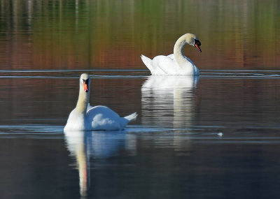 Two Swans, Nice Reflections