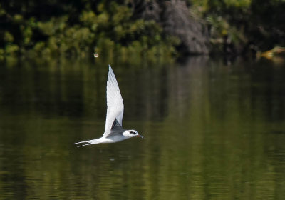 Forster's Tern