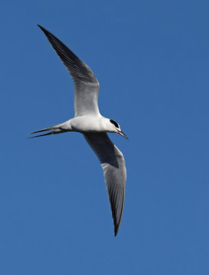 Forster's Tern Spead Out