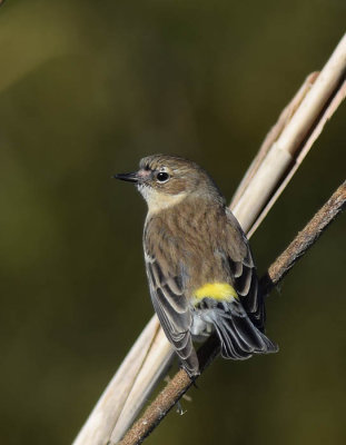 Yellow Rumped Warbler