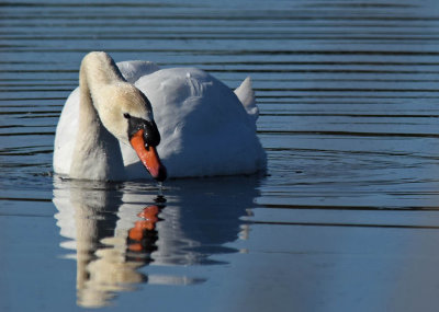 Mute Swan Grazing