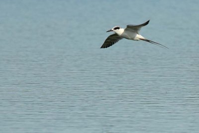 Elegant Forked Tail