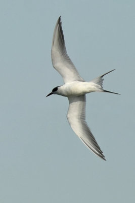 Underside of Tern