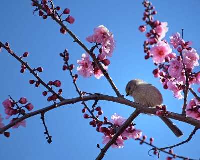 Bushtit on Pink Blossoms