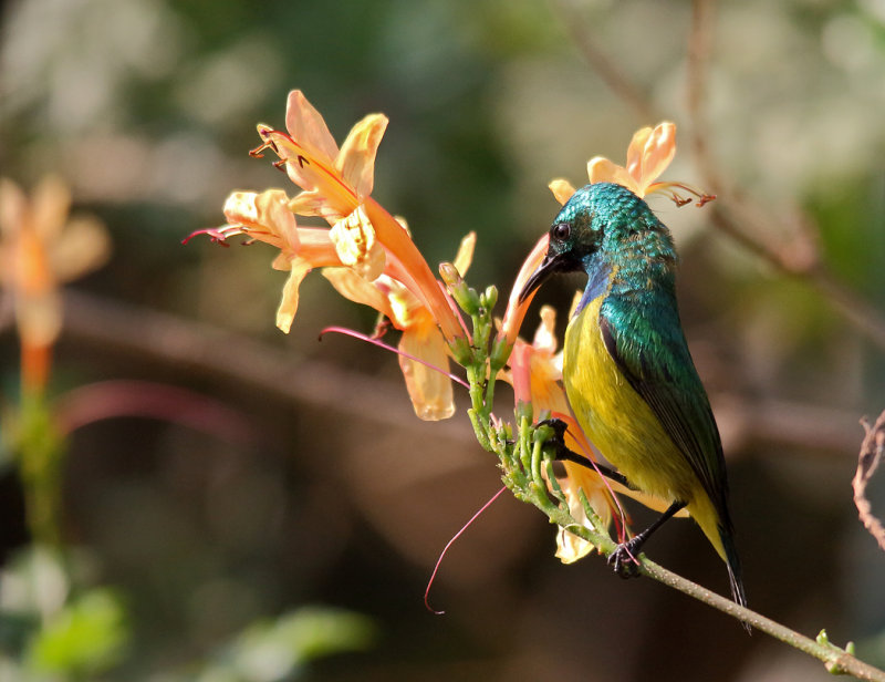 Collared Sunbird male