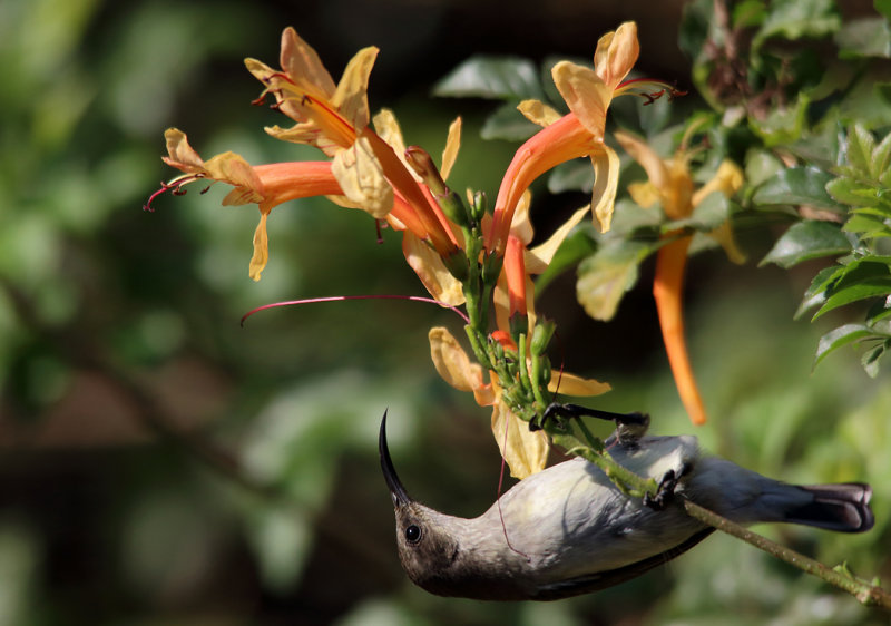 Female Sunbird