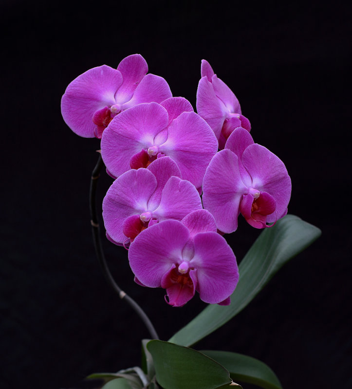 Orchid