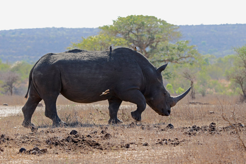 Rhino with ox peckers