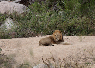 Kruger park July 2013 by my grandsons