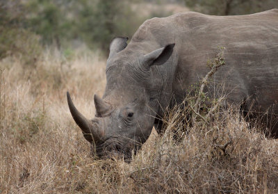 White Rhino