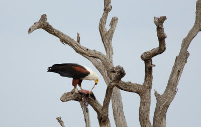 Fish Eagle