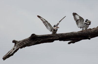 Pied Kingfishers with lunch