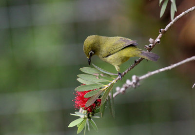 Cape White-eye