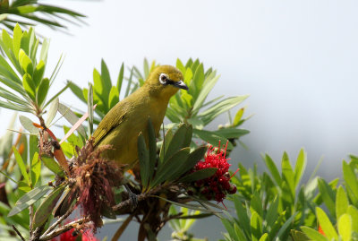 Cape White-eye