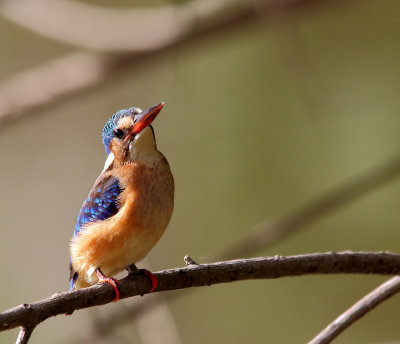 Malachite Kingfisher