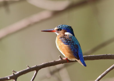 Malachite Kingfisher