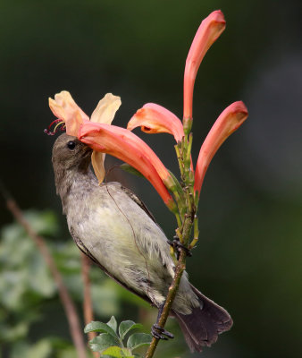 Female Sunbird