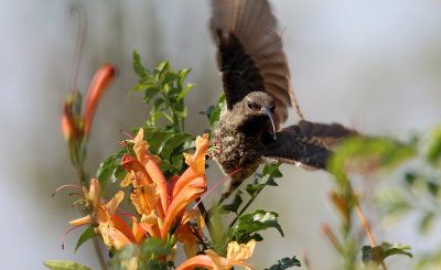Female Sunbird about to fly off