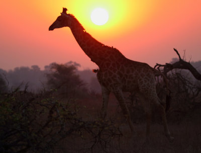 Sunset Giraffe