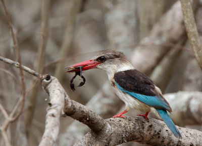 Brown-hooded Kingfisher